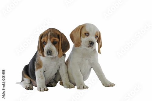 deux chiots beagle assis ensemble à l'air triste © CallallooAlexis