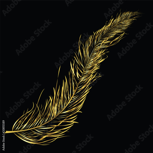 Golden feather
