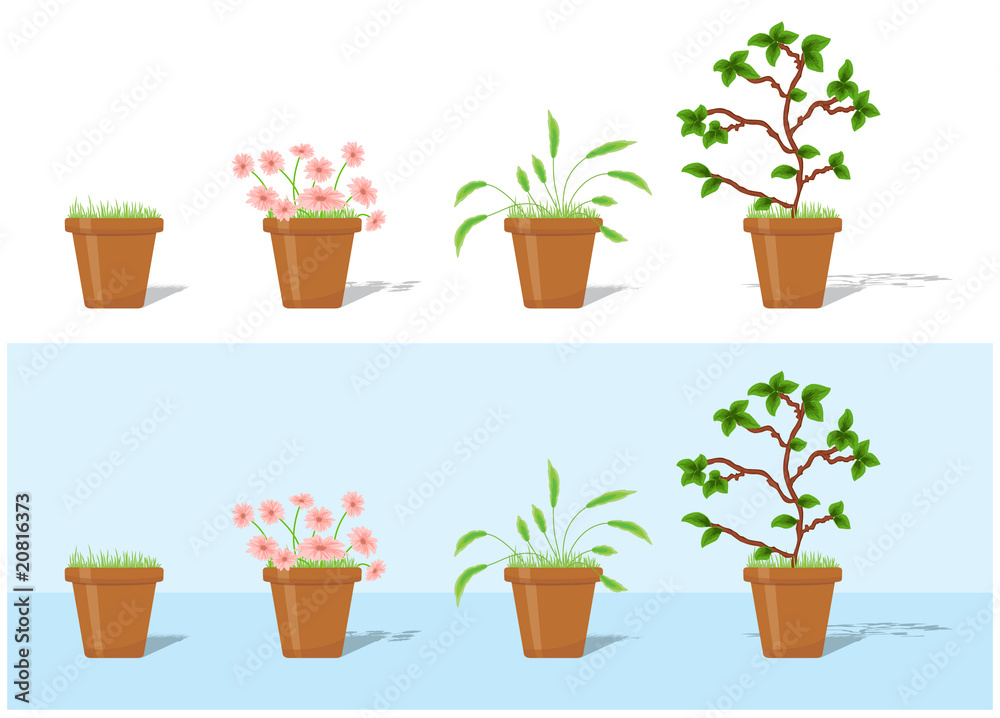 Obraz premium Plants in flower pots