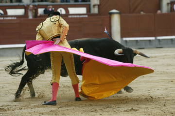Poster Stierenvechten Stieren op het Spaanse platteland  © KABUGUI