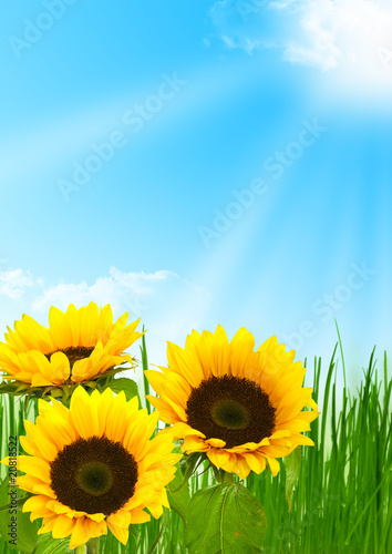   nergie solaire  fleurs de tournesol fond de ciel bleu et soleil