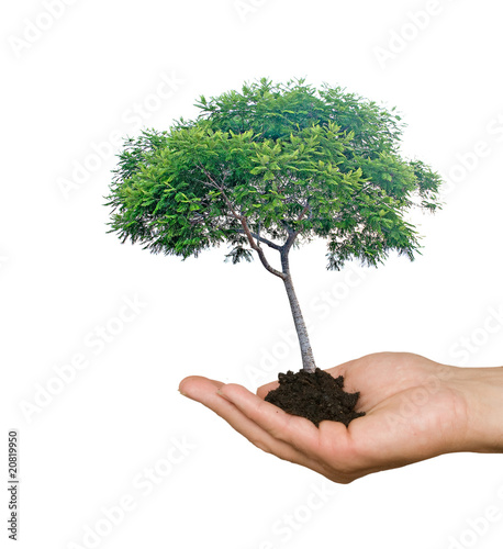 Tree in hands as a symbol of nature potection photo