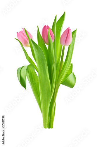 tulip