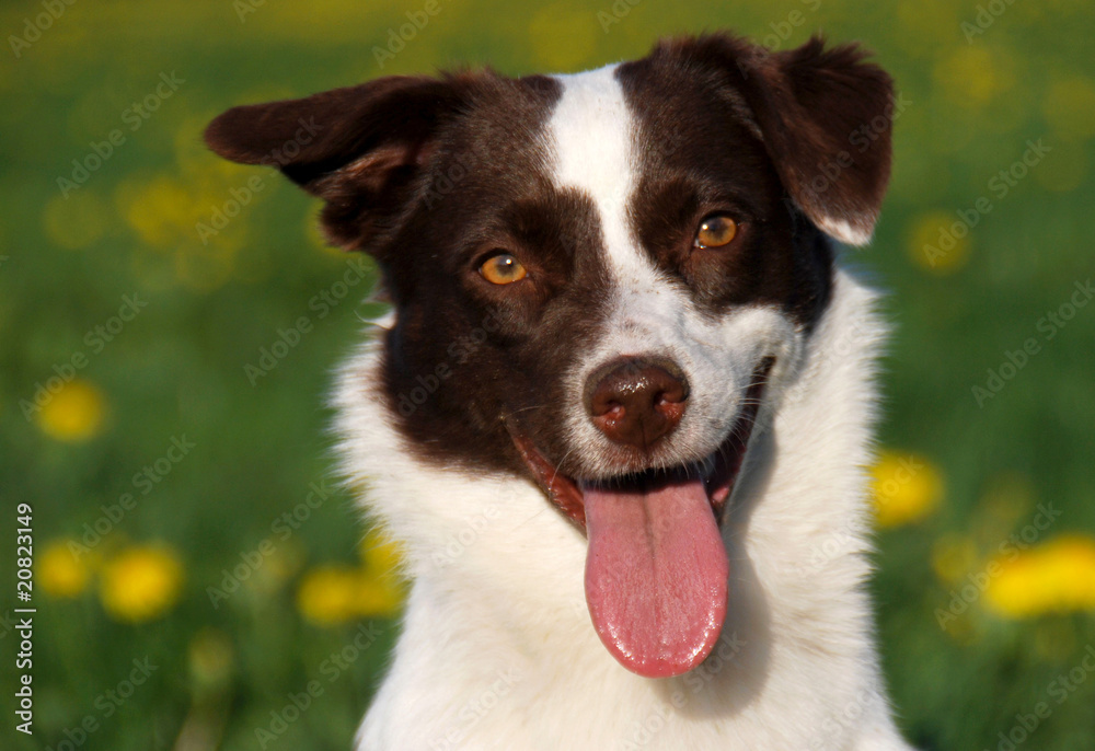 Australien Shepherd Mix Australien Shepherd Mix