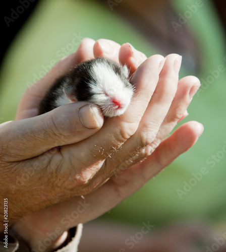 newborn kitten in hands