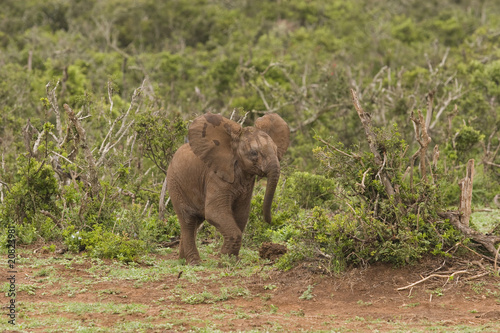 A young elephant running through the bush