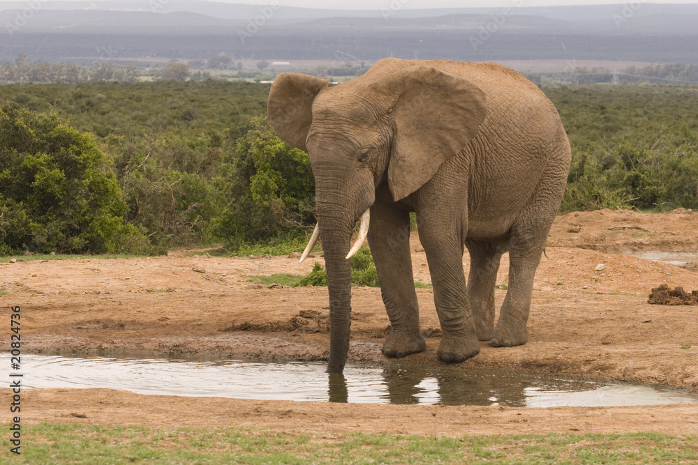 Large male African elephant ata water hole