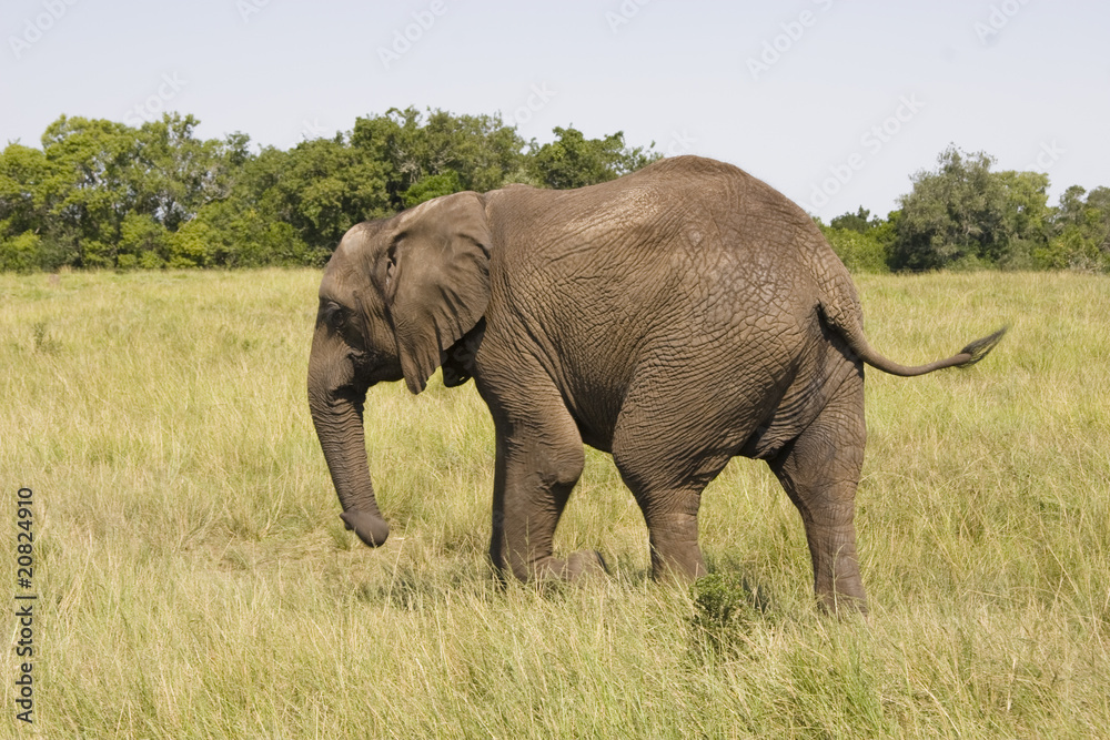 African elephant with a backdrop of grassland and bushes