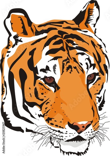 tiger