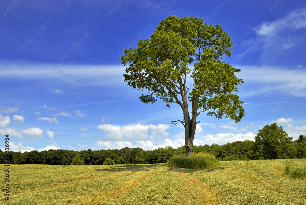 Obraz premium Walnut Tree