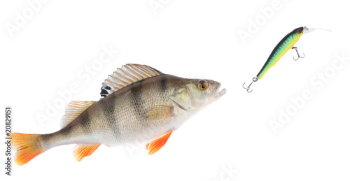 Quadro su tela Perch chasing minnow hardbait isolated on white