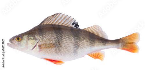 Perch on white, accurate clipping path included in file