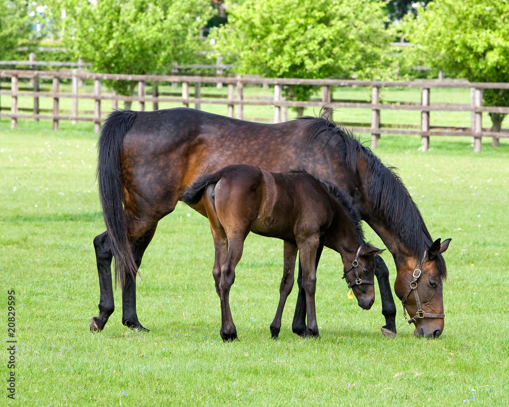 Horse Mayor and Colt Horse Mayor and Colt