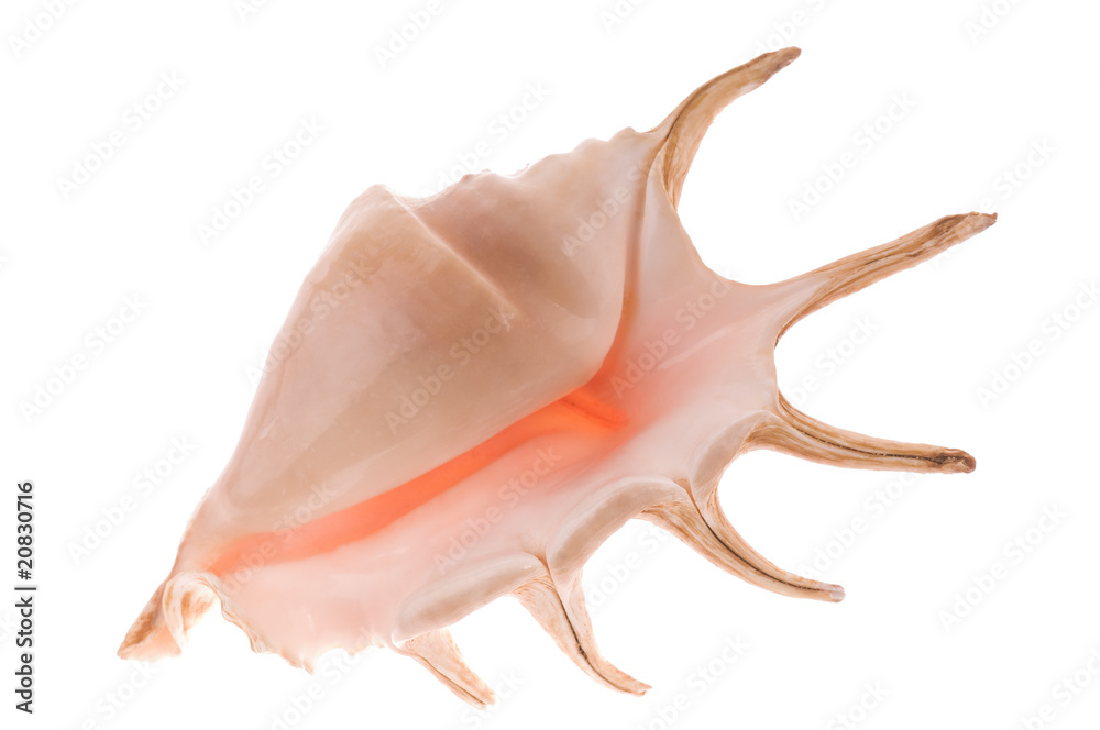 Seashell Seashell