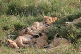 Young lions resting in high gras in Tanzania
