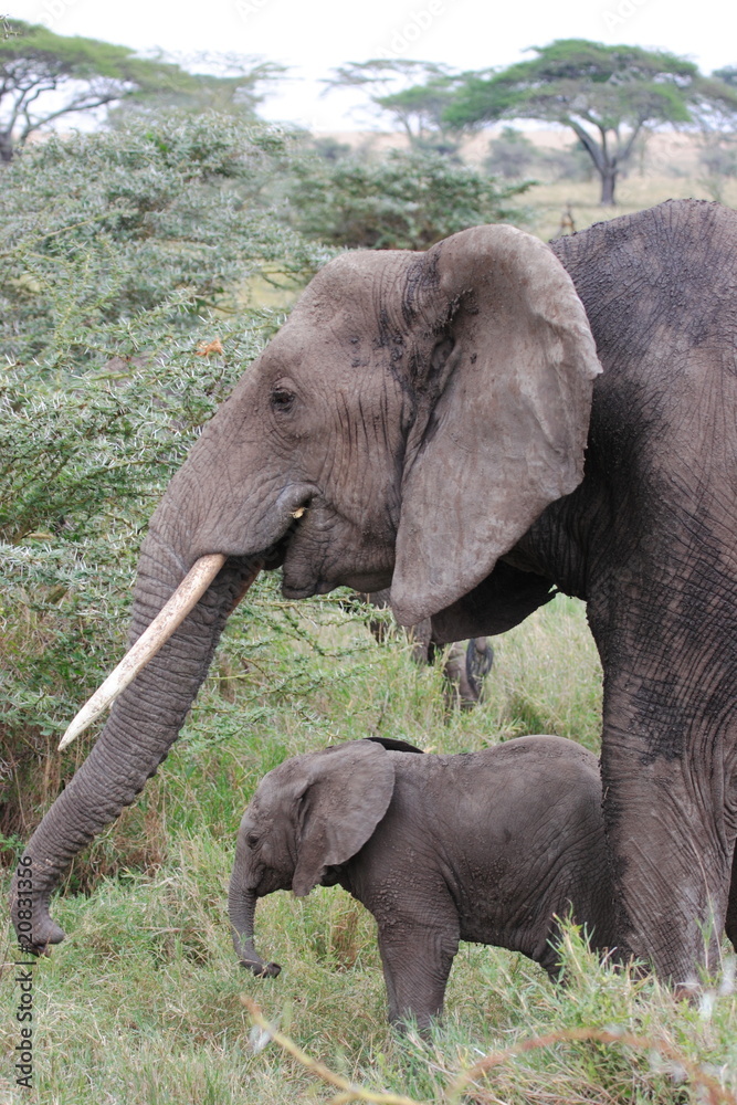 Fototapeta premium Elefant with litte cub in Serengeti NP