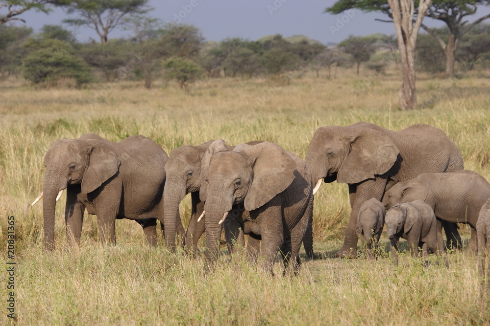 Group of Elefants walking through Serengeti NP Group of Elefants walking through Serengeti NP