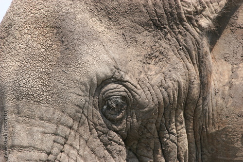 Elefant head close-up in Serengeti NP