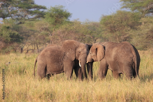 Elefants fighting in the Serengeti NP © Achim Baqué
