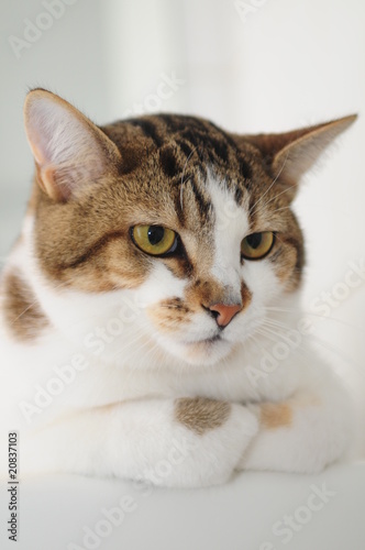 Wallpaper Mural Cat Torontodigital.ca