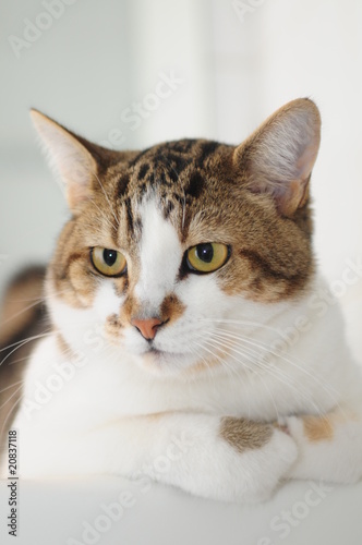 Wallpaper Mural Cat Torontodigital.ca