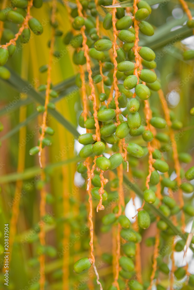 unripe dates unripe dates