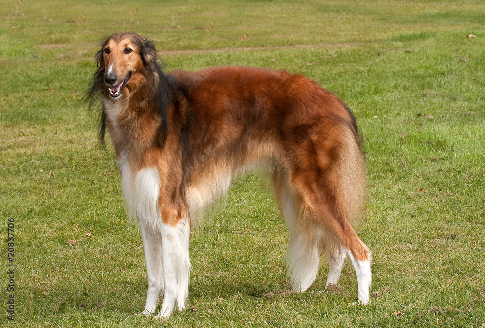 Borzoi, elegant hound, standing to attention Borzoi, elegant hound, standing to attention