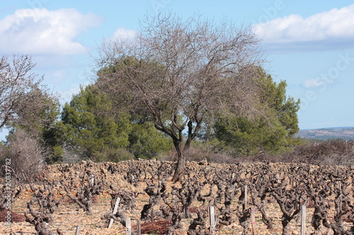 Vignes photo