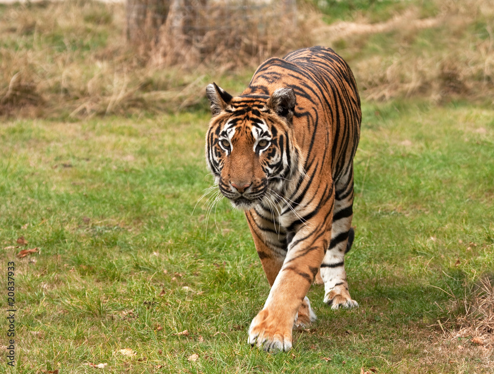 Obraz premium Sumatran tiger approaching the camera