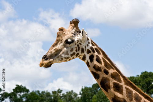 Giraffe in Zoo © Ruth P. Peterkin