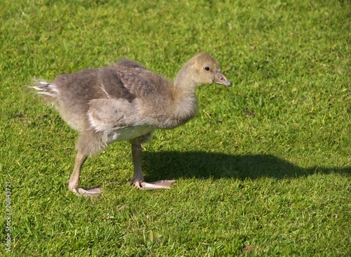 Greyleg goose gosling (anser anser), Sonsbeek Park, Arnhe photo