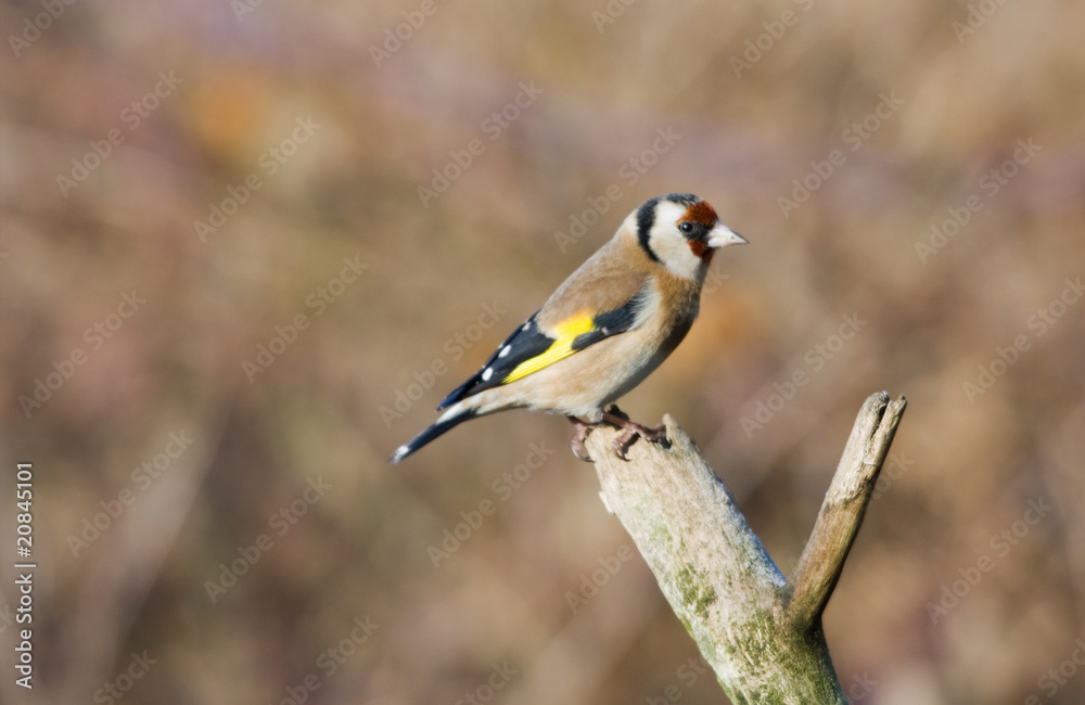 Goldfinch