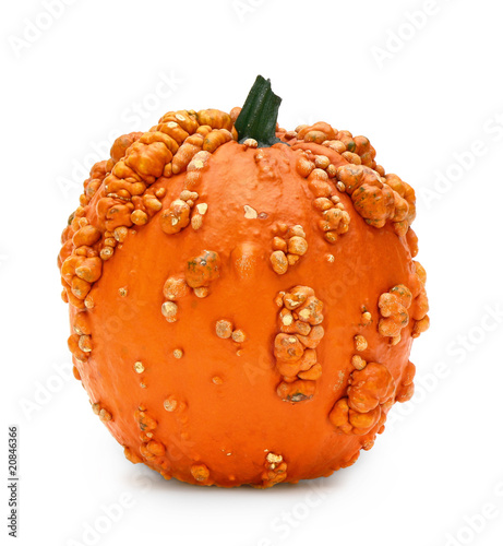 Pumpkin photo