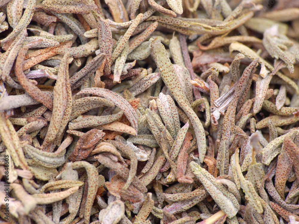Thyme Thyme