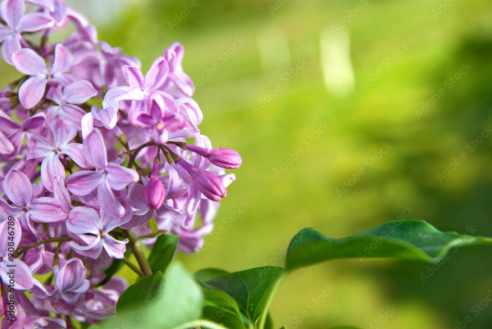 Spring lilac flowers with leaves