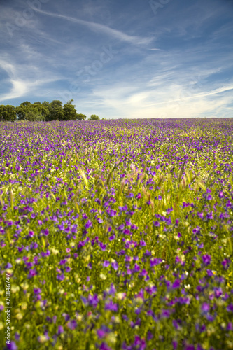 Spring field of beautiful purple flowers