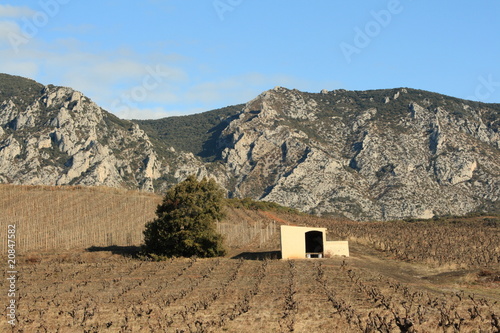 Photos Vigne,Fenouillèdes,Pyrénées orientales