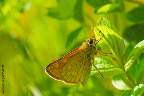 Butterfly on green pant