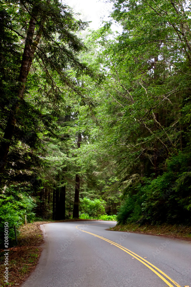 Fototapeta premium Asphalt road winding through forest