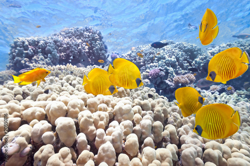 Shoal of butterfly fish on the coral reef