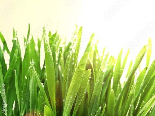 sunny grass after rain