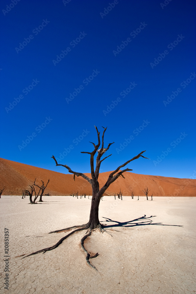 Dead Acacia Tree