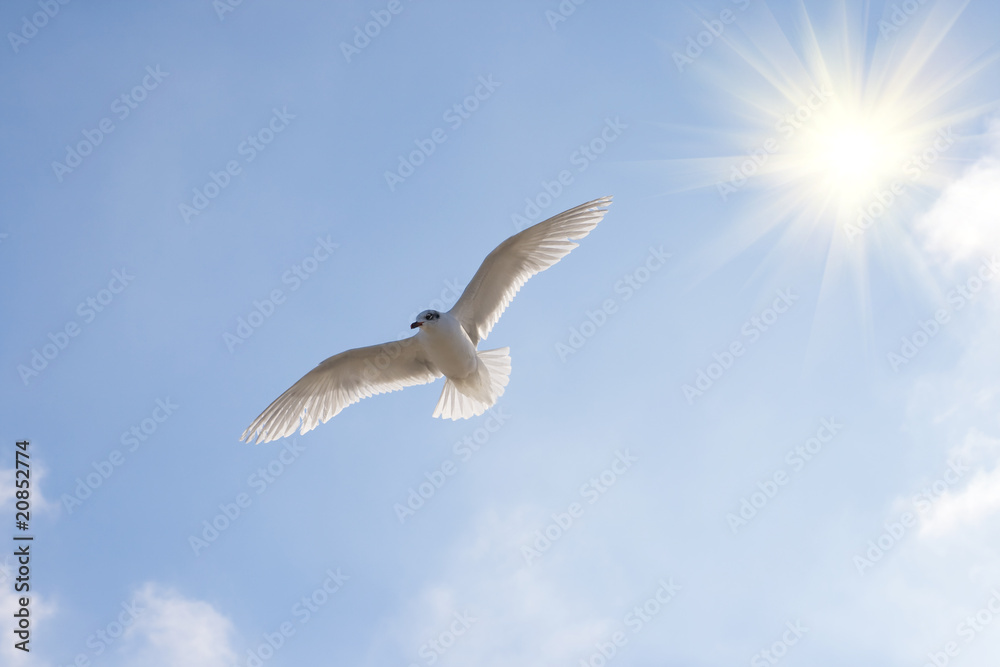 Obraz premium Piękny seagul.