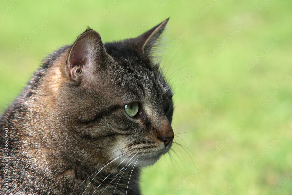 Tabby cat Tabby cat