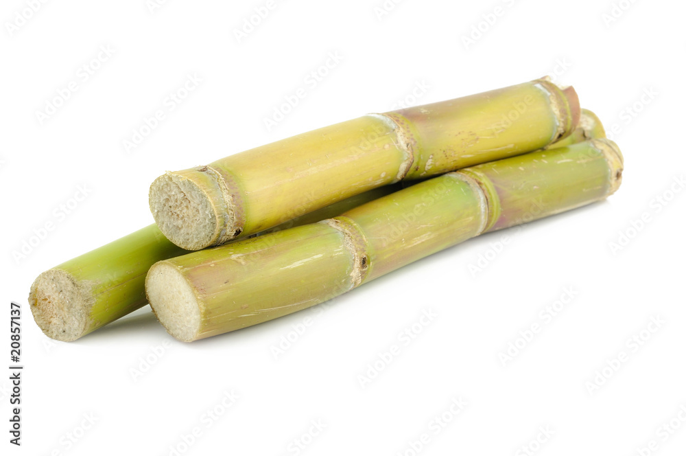 Sugar cane Sugar cane
