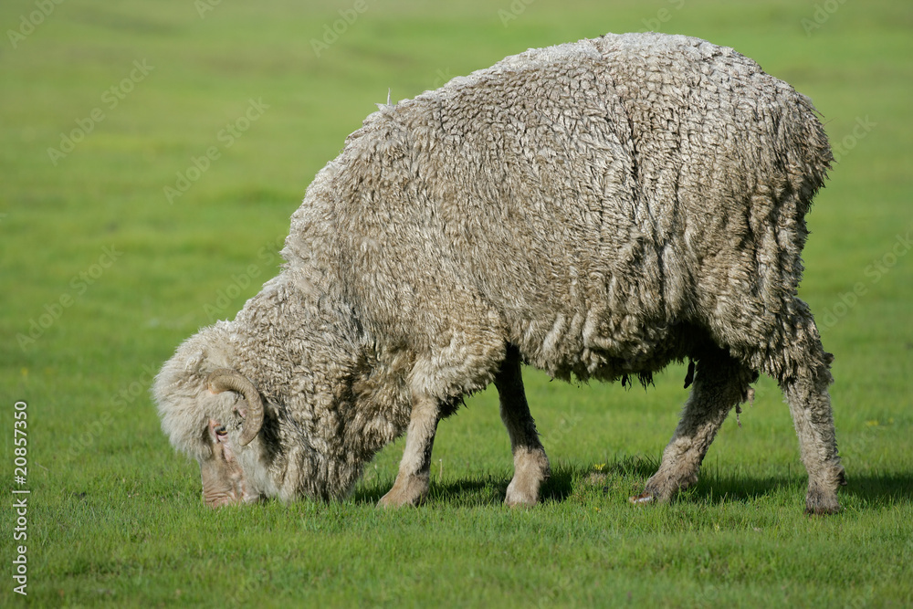 A merino sheep grazing on lush green pasture A merino sheep grazing on lush green pasture