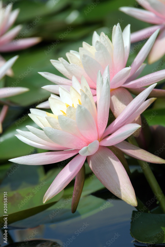 Water Lily