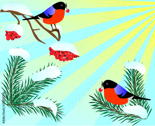 Two bullfinches in wood