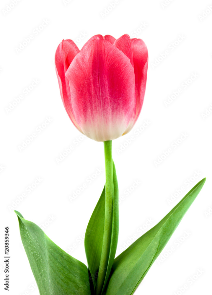 Fototapeta premium Beautiful pink tulip isolated on white