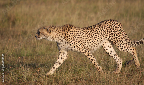 Ghepardo Kenya © Gianfranco Bella